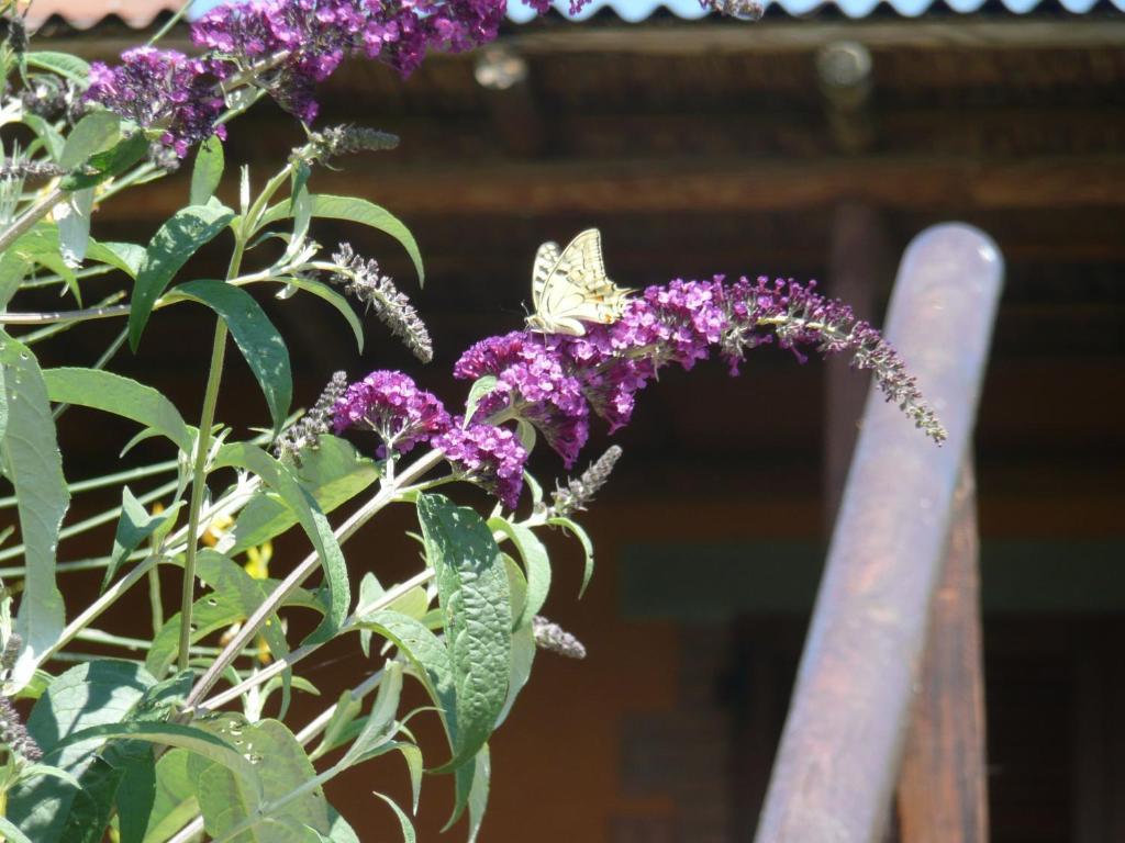 Agriturismo Annibale Tuoro sul Trasimeno Zewnętrze zdjęcie